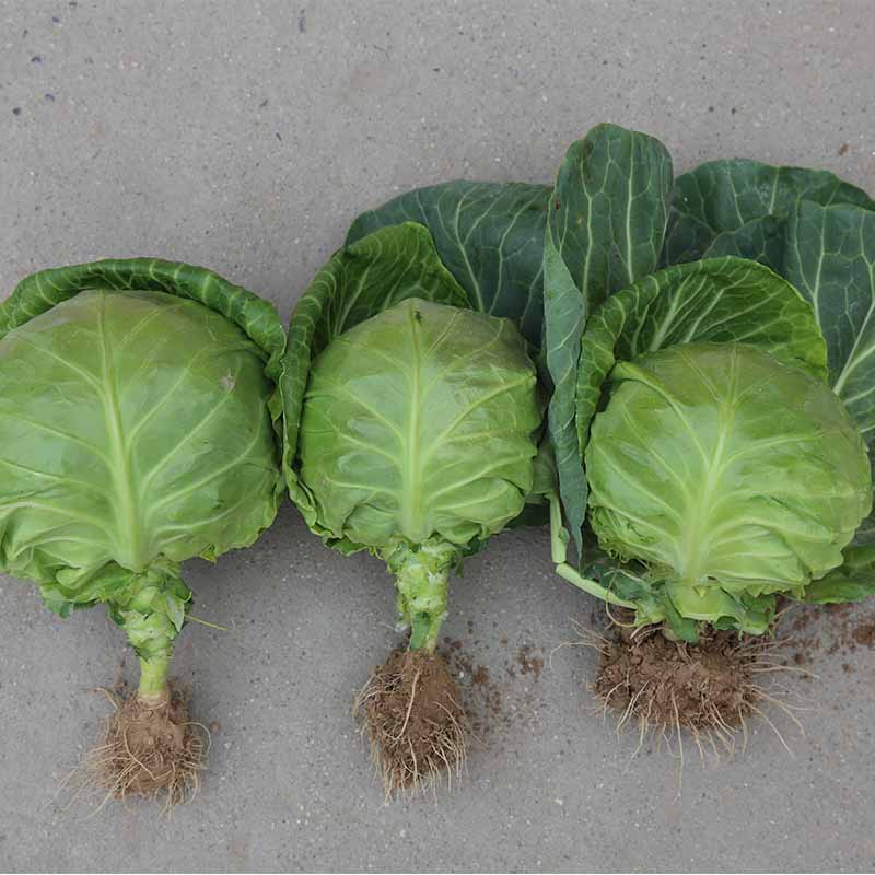 春早美甘藍(lán)