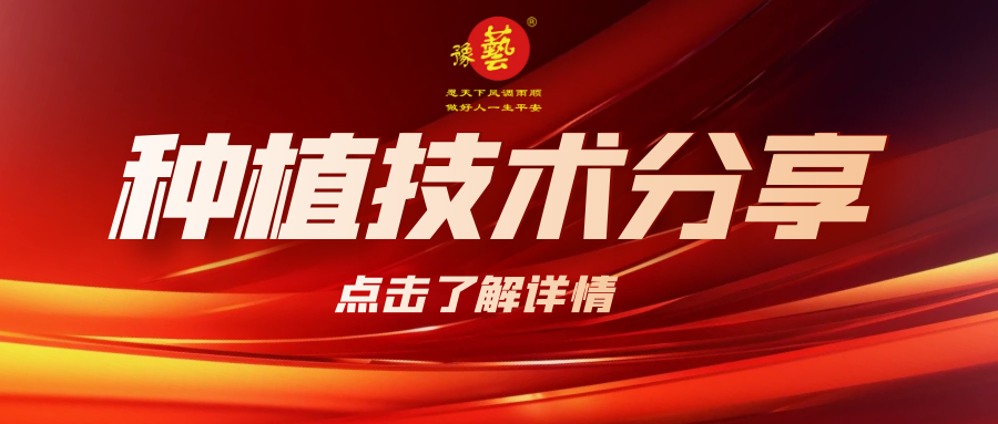 要想種出精品率高的胡蘿卜，這7點要注意！