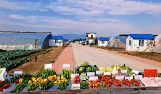 冷空氣來臨，面對“蹦極式”降溫，瓜果蔬菜如何加強防范應對？
