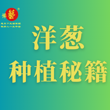 洋蔥種植秘籍：掌握這八點，種出優(yōu)質洋蔥！